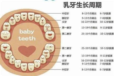 人有多少牙|人一般有多少颗牙齿？